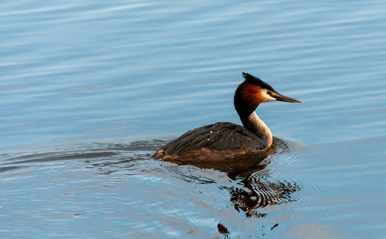 bird on water